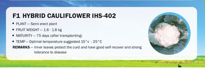 VibeX F1 HYBRID CAULIFLOWER IHS-402(250 Seeds) Seed(250 per packet)