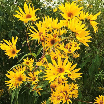 CYBEXIS NDIR-85 - Maximilian Sunflower - (1350 Seeds) Seed(1350 per packet)