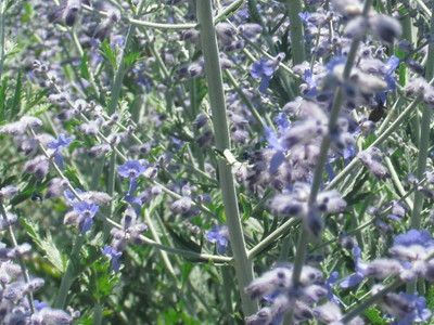 CYBEXIS HUA-82 - Russian Sage - (1350 Seeds) Seed(1350 per packet)