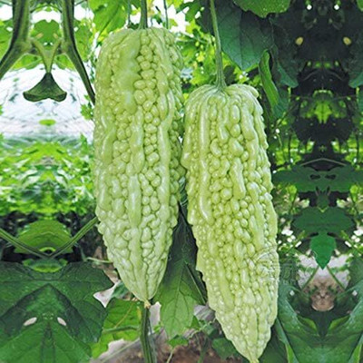 Qualtivate GBPT-9A White Balsam Pear Bitter Melon Seeds Seed(50 per packet)