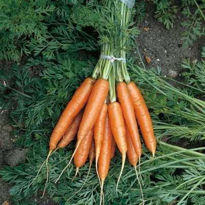 BDSresolve Carrot Orange F1 Hybrid Seeds For Home Gardening PACK OF 90 Seed(90 per packet)