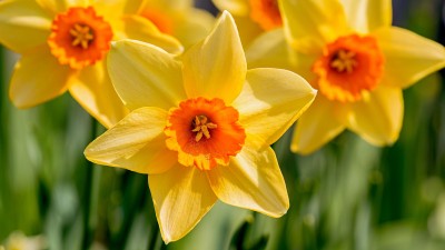 Haritadhara Daffodil -Narcissus Yellow Flower Bulbs - Imported Big Bulbs Set Of 02. Seed(2 per packet)