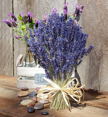 Qualtivate NBIR-69 English Lavender Lavandula Seeds Seed(500 per packet)