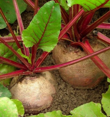 MYLAWN Beetroot - Red Ace Seed(2000 per packet)
