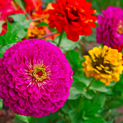 Arshiayat Zinnia Double Mixed hybrid Flower Seed Seed(39 per packet)