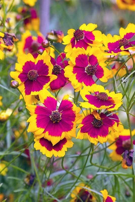 Lorvox Coreopsis flower Seed(135 per packet)