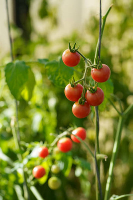Udanta tomato Seed(70 per packet)