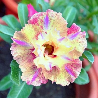 Qualtivate NDIR-548 Adenium Obesum Fresh Seeds Seed(30 per packet)