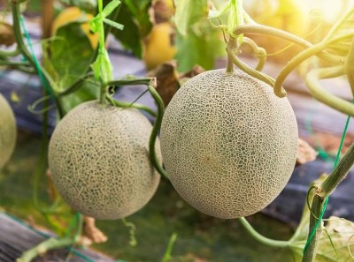 wequality muskmelon seeds for home gardening/muskmelon seed 14 Seed(12 per packet)