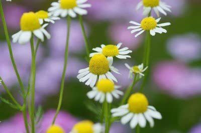 CYBEXIS TLX-7 - Roman Chamomile - (750 Seeds) Seed(750 per packet)