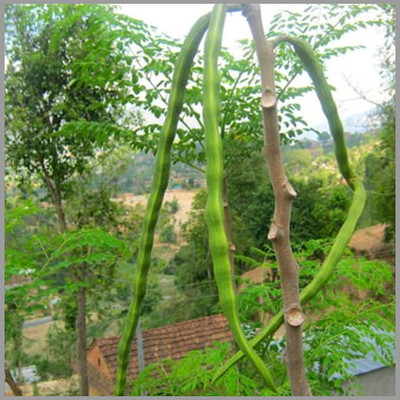 VibeX VVI-21 - Moringa Organic Large Size Pkm3 - (150 Seeds) Seed(150 per packet)