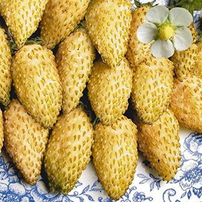 ActrovaX Strawberry Seed(400 per packet)