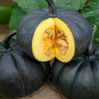 KNESSiN Organic Black Pumpkin Vegetable Seeds For Planting (200 Seeds) Seed(200 per packet)