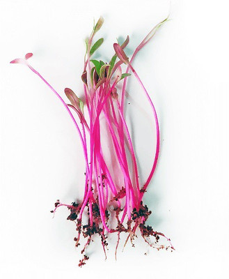 CYBEXIS BULL’S BLOOD BEET MICROGREEN SEEDS2000 Seeds Seed(2000 per packet)