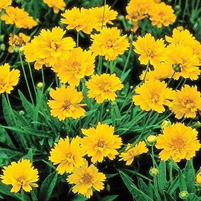MAA Coreopsis Seed(15 per packet)