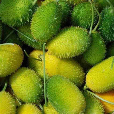 Seedsqlty Spine gourd seeds hybrid Seed(20 per packet)