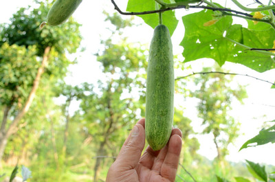 the green dotcom Desi White Cucumber Vegetable Seed(19 per packet)