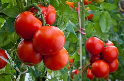 Greenery Seed Retail tomato Seed(70 per packet)