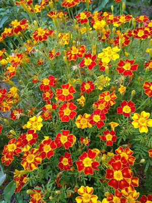 VibeX ® VXI-337 Marigolds Mexican Mix Seed(500 per packet)