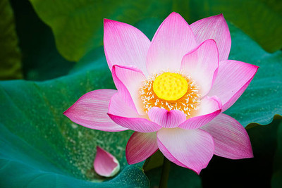 ErTh lotus,kamal gatta Seed(10 per packet)