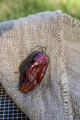 Biosnyg Open-Pollinated Douglah Chocolate Pepper Seeds For Gardening-(2000 Seeds) Seed(2000 per packet)