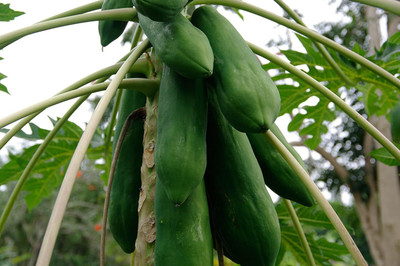 ActrovaX Papaya - Dwarf Variety Huge [200 Seeds] Seed(200 per packet)