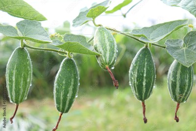 Arshiayat Best Quality Parwal, F1 Hybrid Variety Pointed Gourd,Potol Seeds, Garden Vegetable Seed(50 per packet)