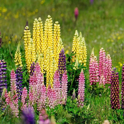 Quentova Russell Lupine Seed Mix-XLR-11B Seed(50 per packet)