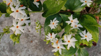 Aywal Night Jasmine Flower Seed(150 per packet)
