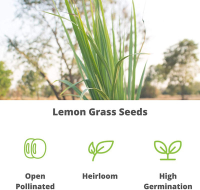 CYBEXIS PAU-11 - Cymbopogon Flexuosus Lemon Grass - (2250 Seeds) Seed(2250 per packet)