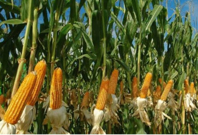 HYBRID 500g, Hybrid maize makka corn seeds highest yield Verity Seed(500 g)