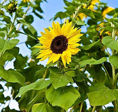 BDSresolve Russian sunflower seeds 10 Seed(10 per packet)