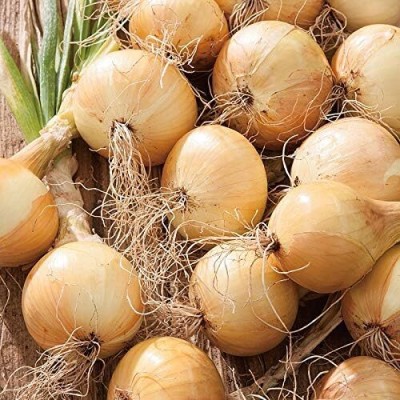 KNESSiN Ailsa Craig Onion Seed(200 per packet)