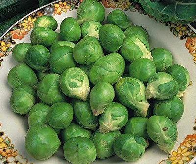 CYBEXIS Seeds of Vegetable Brussels Sprout2000 Seeds Seed(2000 per packet)