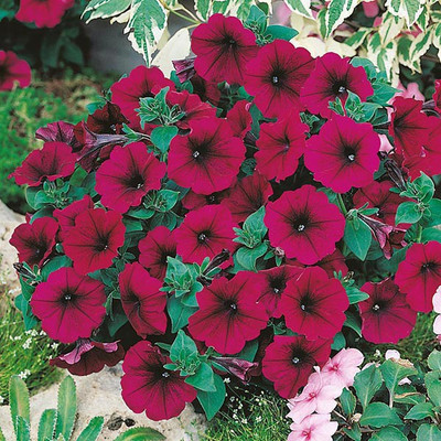 M-Tech Gardens petunia Seed(100 per packet)