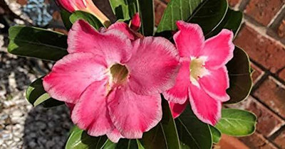 Qualtivate VXI-465 Adenium Obesum Desert Roses Seed(30 per packet)