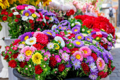 N.G.M. AGROCARE Zinnia Dahlia Double Mixed Flower ( Each 1g Total 2g) Seed(2 g)