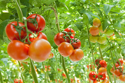 ALPINE HYBRIDE SEEDS tomato Seed(30 per packet)