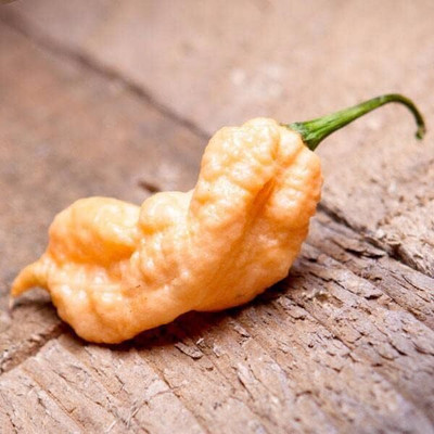 Qualtivate HYB-9A Hot Peach Ghost Scorpion Pepper Chilli Seed(300 per packet)