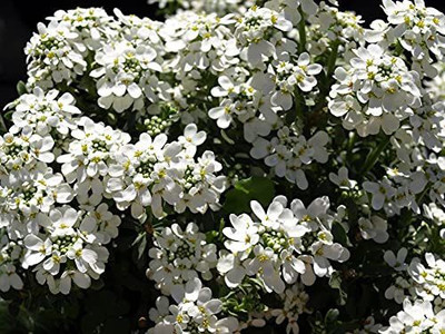 KANAYA white Evergreen Candytuft Flower Seed(38 per packet)