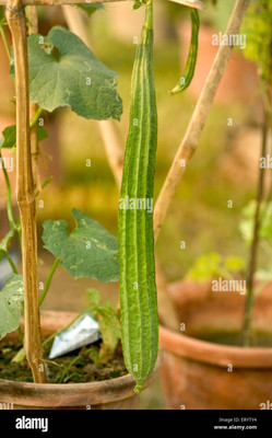 Paudhaa F1 best quality RIDGE GOURD Seed(19 per packet)