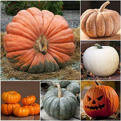 WILLVINE Hybrid Spooky Pumpkin Mixture (Cucurbita pepo / maxima)-2500 Seeds Seed(2500 per packet)