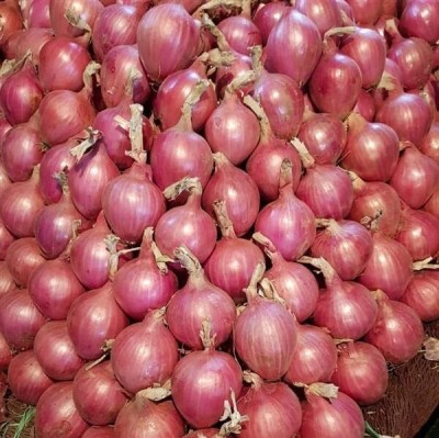 Qualtivate PUA-9A Red Creole Onion Seeds Seed(500 per packet)