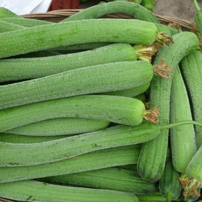 CYBEXIS Loofah Vegetable Sponge Gourd Seeds800 Seeds Seed(800 per packet)
