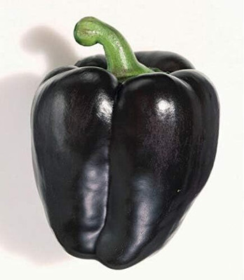 KNESSiN Black Capsicum Seeds for Planting-[600mg] Seed(100 per packet)