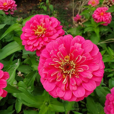 GREENSEA Colorful Zinnia Seed(24 per packet)