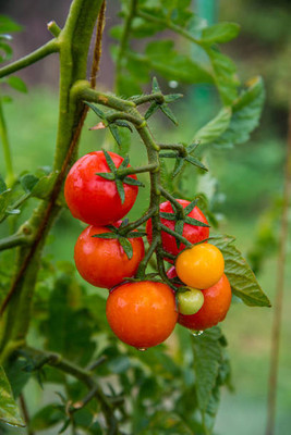EMKOT tomato Seed(75 per packet)