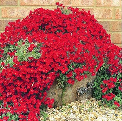 VibeX LXI-90 - Magic Carpet Creeping Thyme - (1350 Seeds) Seed(1350 per packet)