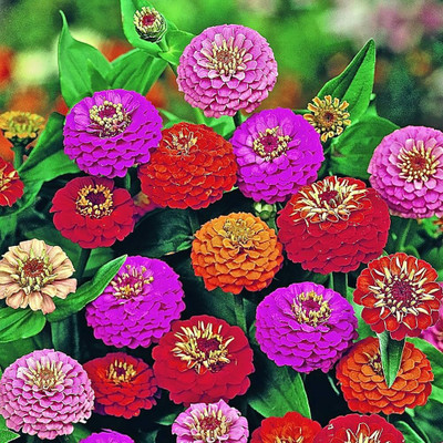 BDSresolve hybrid zinnia flower seeds pack of 26 Seed(26 per packet)
