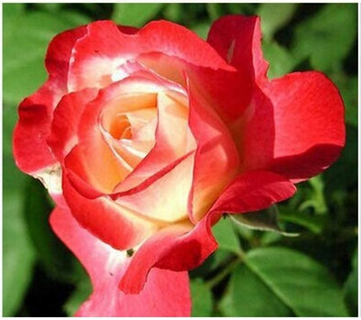 Qualtivate NBIR-675 Rose Flower Seeds Seed(50 per packet)